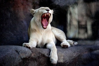 Yawn
