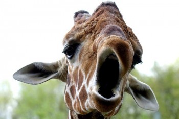 Yawn