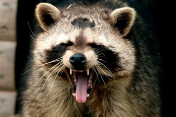 Yawn