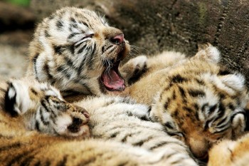 Yawn