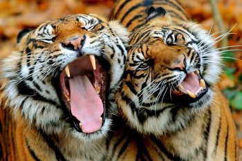 Yawn