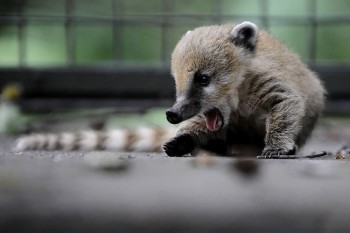 Yawn