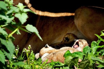 Yawn