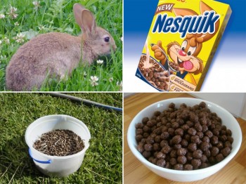 Nesquik Is Rabbit Poo