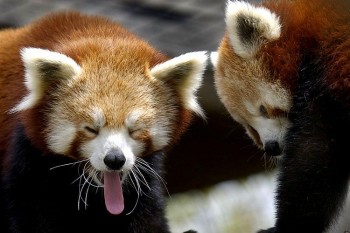Yawn
