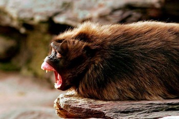 Yawn