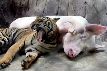 Yawn