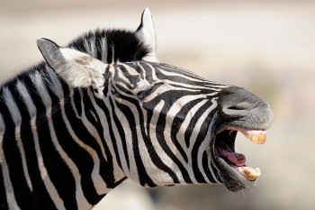 Yawn