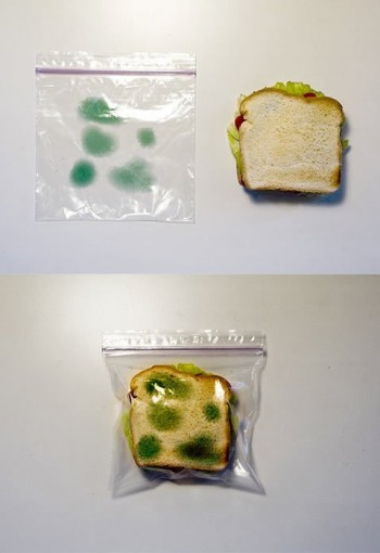 Moldy Sanwich