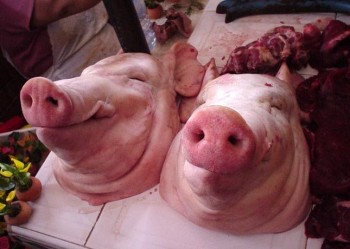 Smiling Pig Heads
