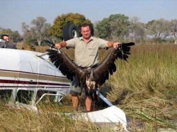 Birds and Planes