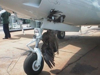 Birds and Planes