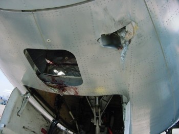 Birds and Planes