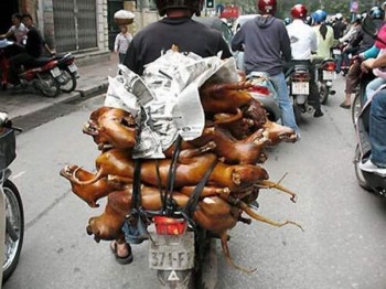 Improvised Transport