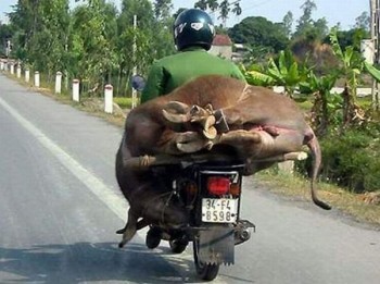 Improvised Transport