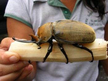 Huge Beetle