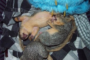 Baby Squirrels