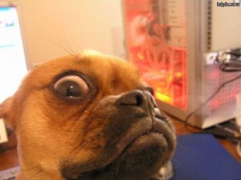 Dog Sneer