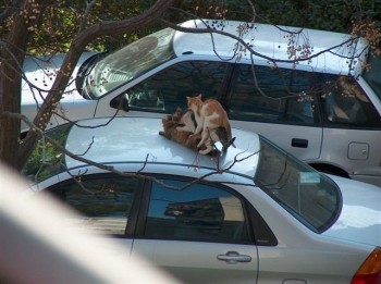 Cat Threesome