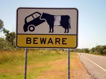 Beware Killer Bulls