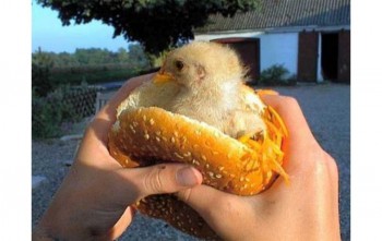 Baby Chickenburger