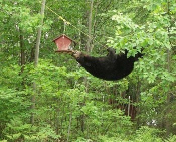 Hungry Bear