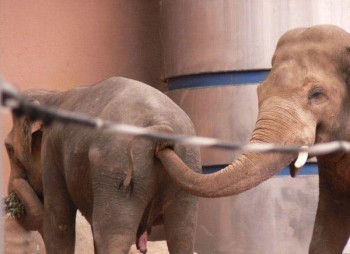 Elephants Are Perverts