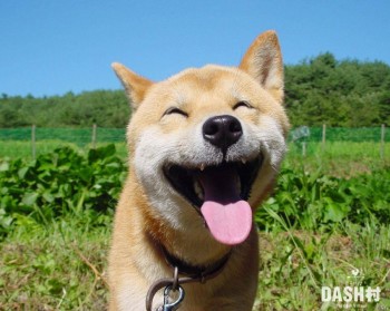 Happy Dog