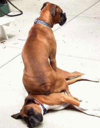 Lazy Dogs