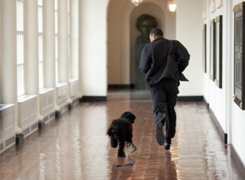 Obama's New Dog