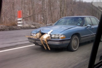 Deer In Radiator