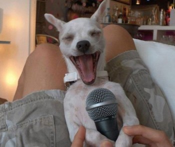Singing Dog