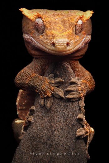 Smiling Lizard