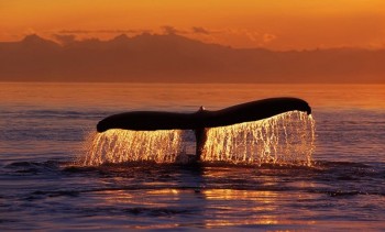 Whales