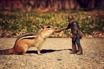 Chewbacca Feeds A Chipmunk