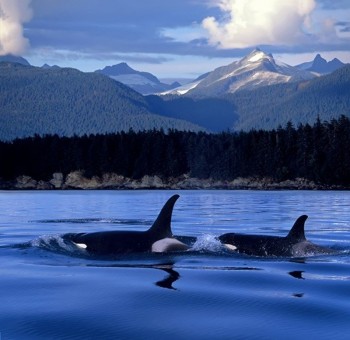 Whales