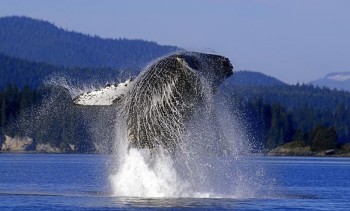 Whales