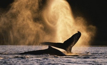 Whales