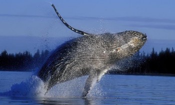 Whales