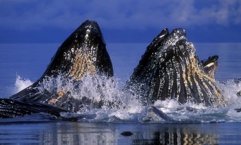 Whales