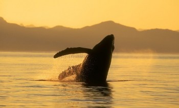 Whales