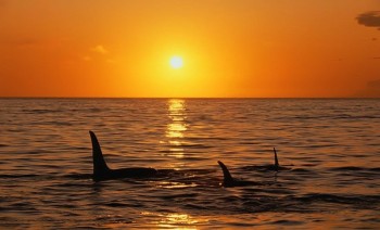 Whales