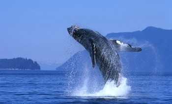 Whales