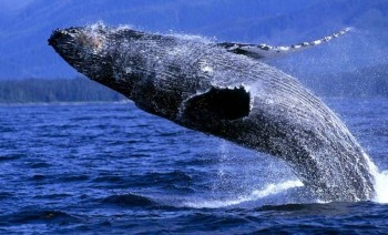 Whales