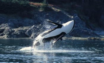 Whales