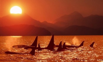 Whales