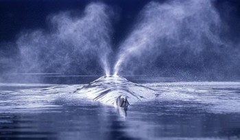 Whales