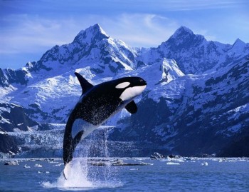 Whales
