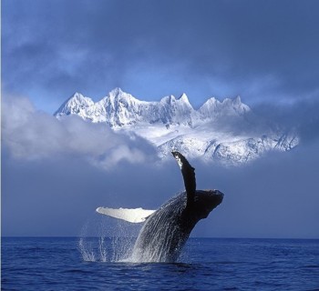 Whales