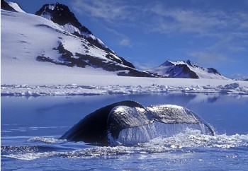 Whales